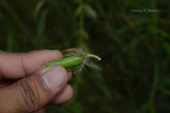 Crotalaria mysorensis